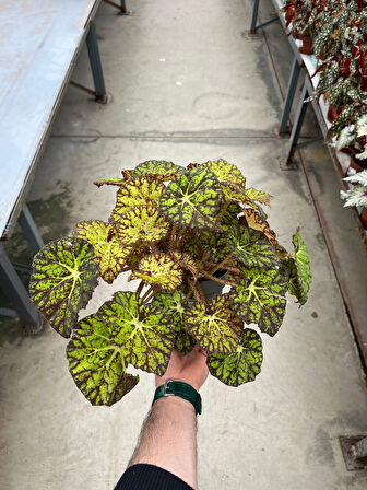 Begonia Froggy (Begonya)