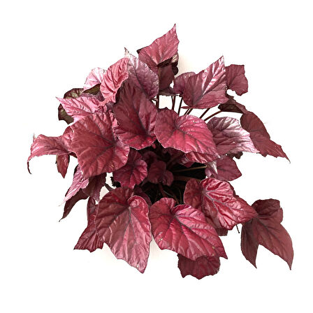 Begonia Rex 'Inca Flame' (Begonya)