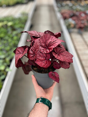 Begonia Rex 'Inca Flame' (Begonya)