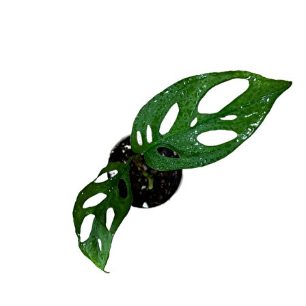 Monstera Adansonii 'Laniata' (Deve Tabanı)