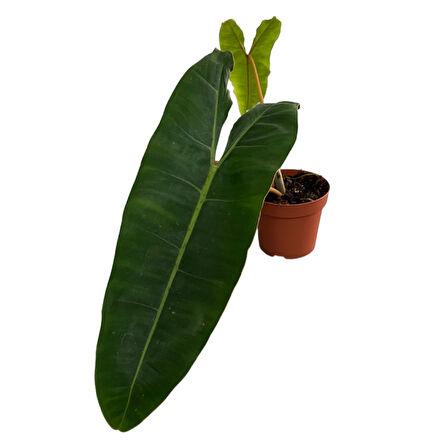 Philodendron Billietiae