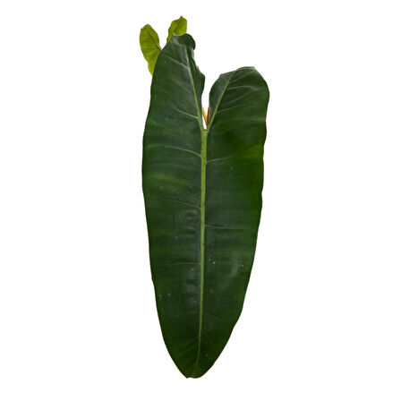 Philodendron Billietiae