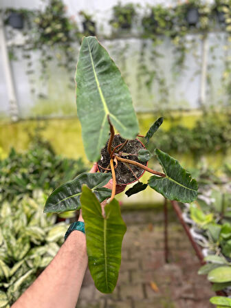 Philodendron Billietiae