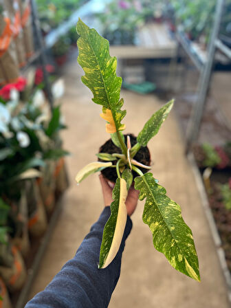 Philodendron 'Ring of Fire'