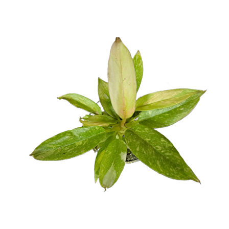 Philodendron 'Ring of Fire'