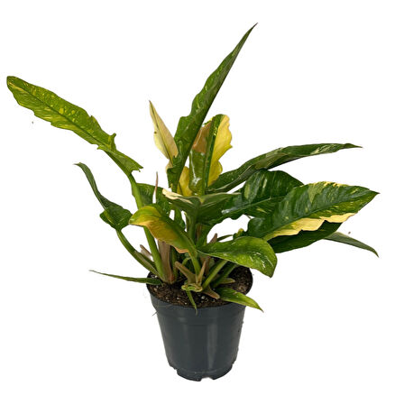 Philodendron 'Ring of Fire' Ø14 CM Y25-30 CM