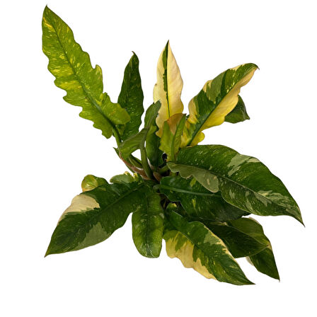 Philodendron 'Ring of Fire' Ø14 CM Y25-30 CM