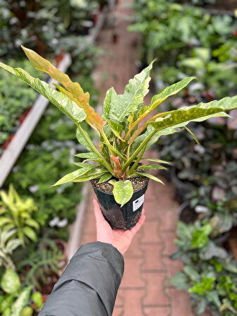 Philodendron 'Ring of Fire' Ø14 CM Y25-30 CM