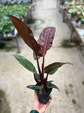 Philodendron 'Red Sun'