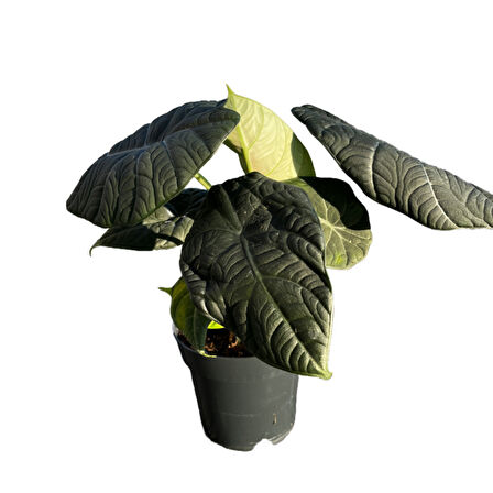 Alocasia Maharani (Fil Kulağı)