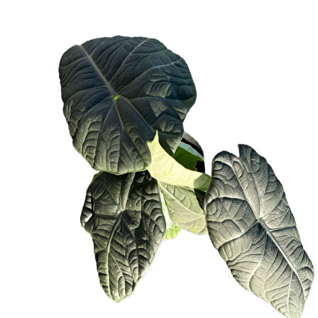 Alocasia Maharani (Fil Kulağı)