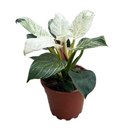 Philodendron 'Birkin'