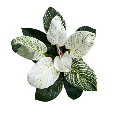 Philodendron 'Birkin'