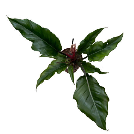 Philodendron 'Caramel'