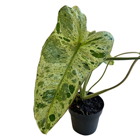 Philodendron 'Paraiso Verde'