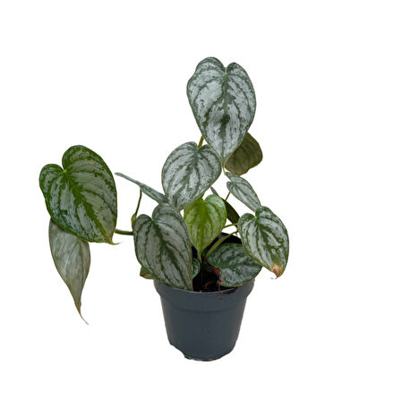 Philodendron Brandtianum
