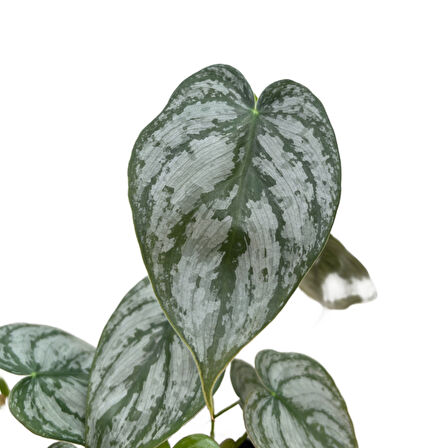 Philodendron Brandtianum