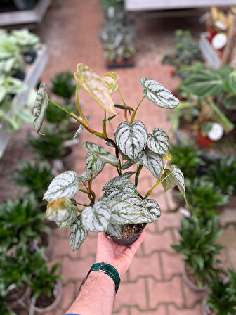 Philodendron Brandtianum