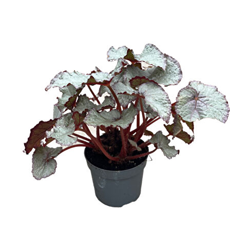 Begonia Rex 'Hawaiian Silver' (Begonya Çiçeği)