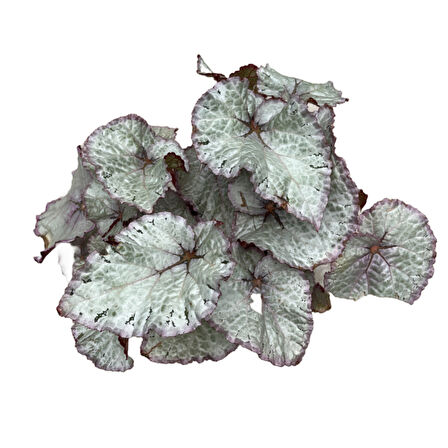 Begonia Rex 'Hawaiian Silver' (Begonya Çiçeği)