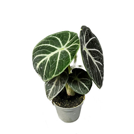 Alocasia Reginula 'Ninja' (Fil Kulağı)