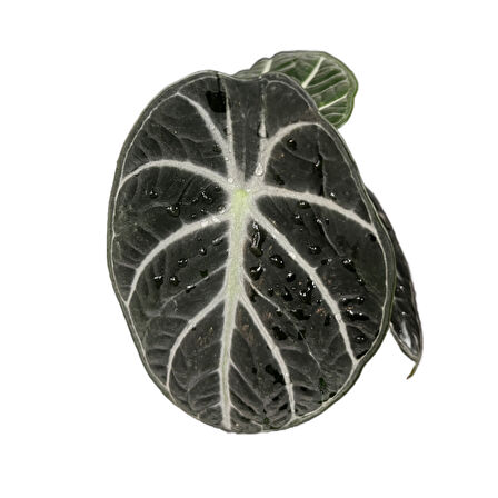 Alocasia Reginula 'Ninja' (Fil Kulağı)