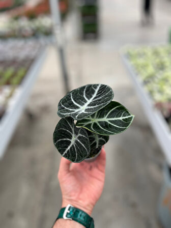 Alocasia Reginula 'Ninja' (Fil Kulağı)