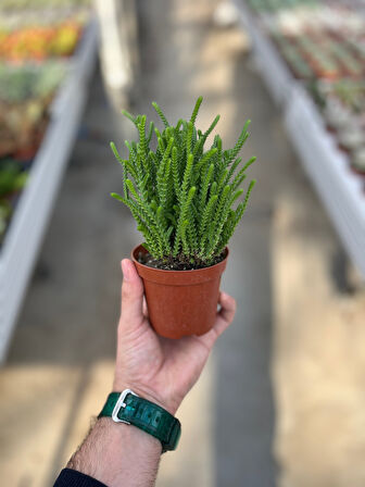 Crassula Lycopodioides (Sukulent)