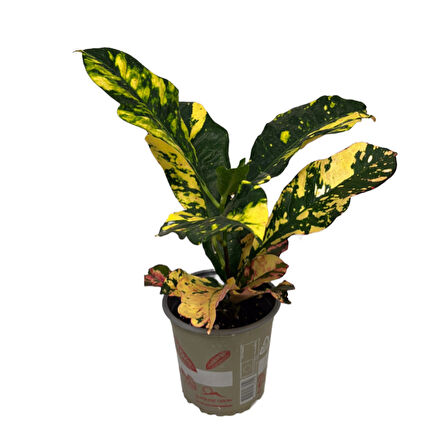 Codiaeum Variegatum 'Magnificent' (Kraton Çiçeği)