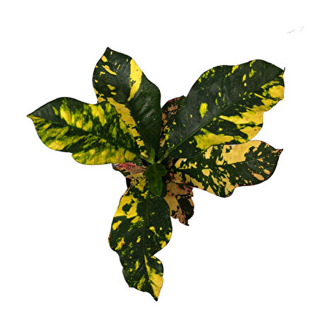 Codiaeum Variegatum 'Magnificent' (Kraton Çiçeği)