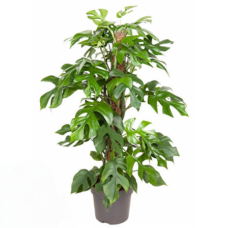 Monstera Minima (Deve Tabanı)