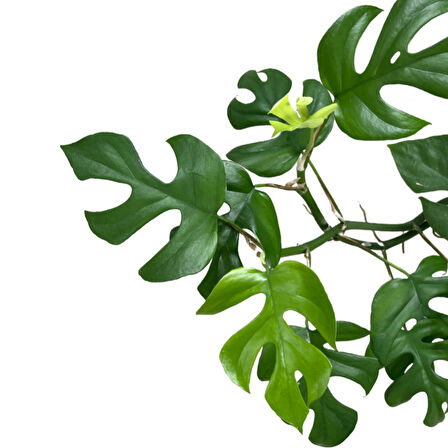 Monstera Minima (Deve Tabanı)