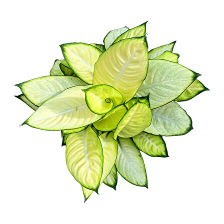 Dieffenbachia 'Summer Style' (Difenbahya Çiçeği)