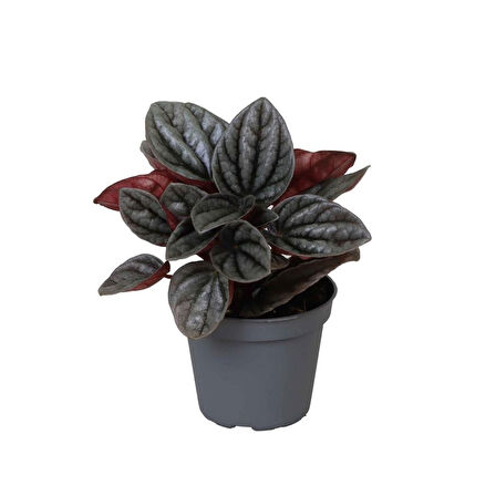 Peperomia Caperata 'Caracas' (Zümrüt Dalgası Çiçeği)