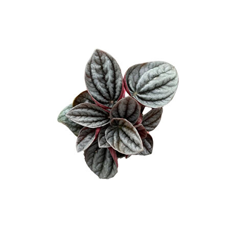 Peperomia Caperata 'Caracas' (Zümrüt Dalgası Çiçeği)