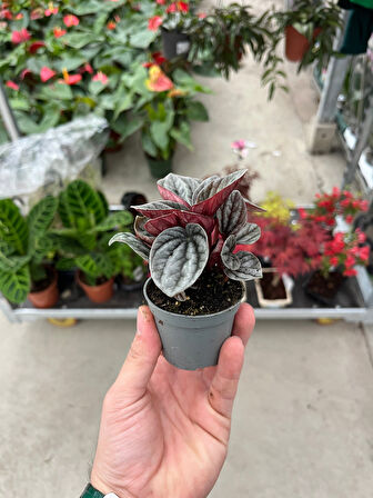 Peperomia Caperata 'Caracas' (Zümrüt Dalgası Çiçeği)