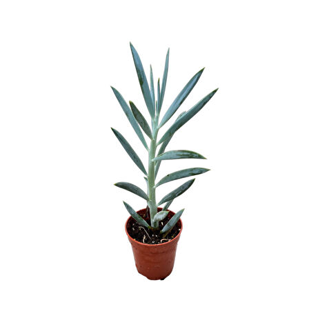 Senecio Serpens 'Blue Chalksticks' (Sukulent)