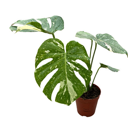 Monstera Deliciosa 'Thai Constellation' (Deve Tabanı)