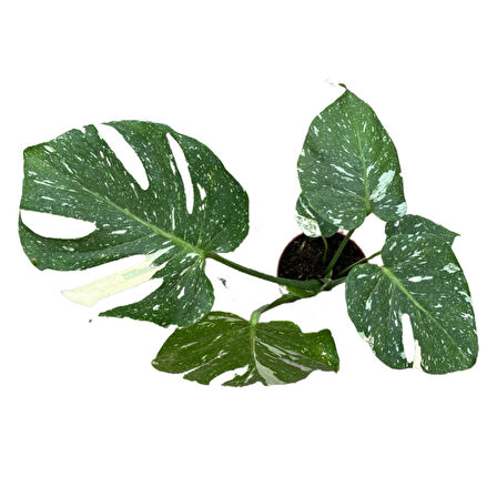 Monstera Deliciosa 'Thai Constellation' (Deve Tabanı)