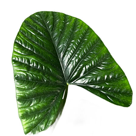 Alocasia 'Lukiwan' (Fil Kulağı)