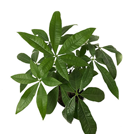 Pachira Aquatica (Para Ağacı)