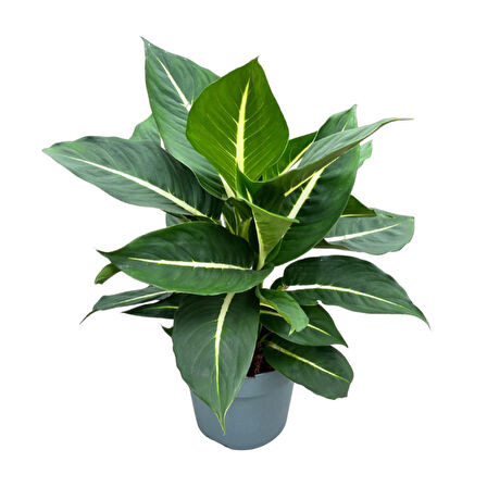 Dieffenbachia 'Green Magic' (Difenbahya Çiçeği)