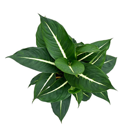 Dieffenbachia 'Green Magic' (Difenbahya Çiçeği)