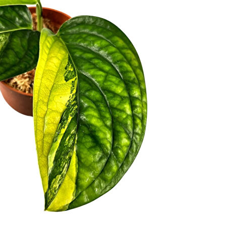 Monstera 'Peru Variegata' (Deve Tabanı)