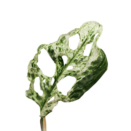 Monstera Adansonii 'Frozen Freckles' (Deve Tabanı)