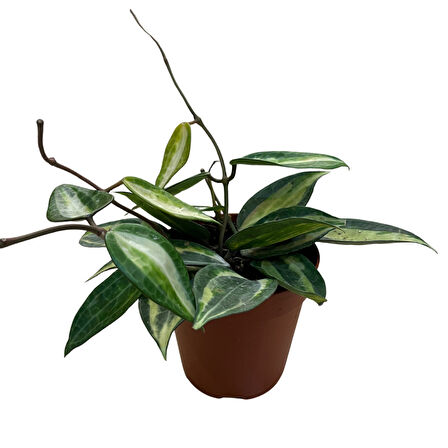 Hoya Latifolia 'Pot of Gold' (Mum Çiçeği)