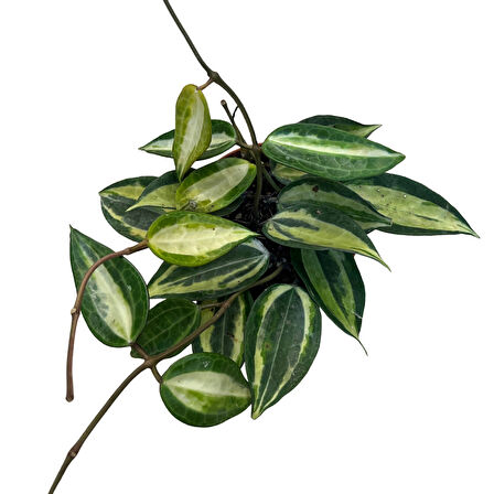 Hoya Latifolia 'Pot of Gold' (Mum Çiçeği)