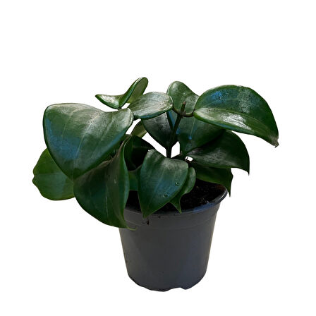 Hoya Quinquenervia (Mum Çiçeği)