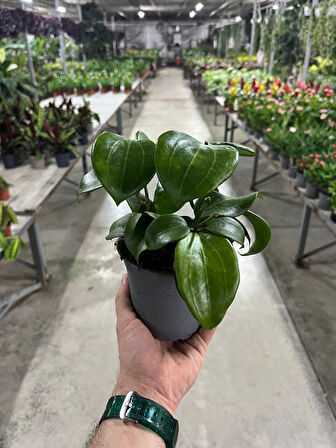 Hoya Quinquenervia (Mum Çiçeği)