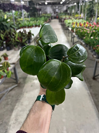 Hoya Quinquenervia (Mum Çiçeği)
